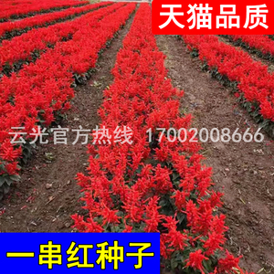 矮串红花种子一串红串串红室外庭院室内阳台盆栽花卉易活植物花籽