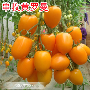 黄罗曼番茄种子 荷兰进口串收番茄种籽 抗病好 产量高圣女果种子
