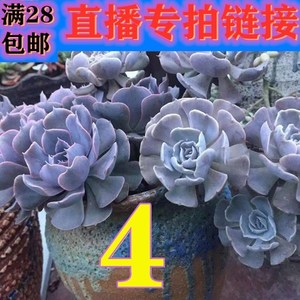逸轩多肉 逸轩多肉品牌 价格 阿里巴巴 逸轩多肉 逸轩多肉品牌 价格 阿里巴巴