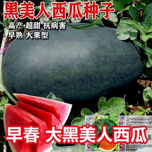 【今年新种】黑美人西瓜种子超甜特大薄皮黑皮巨型西瓜子甜王四季