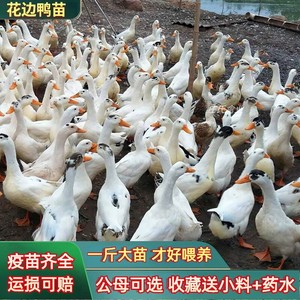一斤白鸭子活鸭包活到家观赏水鸭产蛋王花边北京母鸭脱温宠物鸭苗
