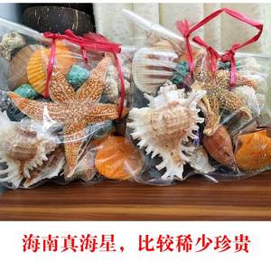 天然大贝壳大海星珊瑚石工艺品装饰品道具鱼缸造景贝壳摆th10