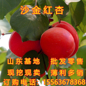 沙金红杏树苗品种杏树苗早熟特大甜杏子树果树活苗南北方地栽种植