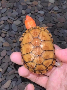 墨西哥蛋龟小种红面蛋龟白唇蛋龟深水龟变异巴西白巴果冻焦糖粉雪