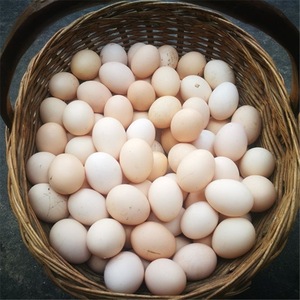 正宗农家散养土鸡蛋新鲜鸡蛋农村野外放养柴鸡蛋谷物笨鸡蛋山鸡蛋