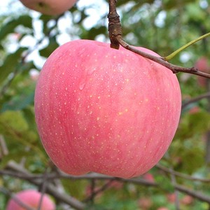 烟台红富士苹果苖正宗烟富8苹果苖神富一号烟富8苹果树苖当年结果
