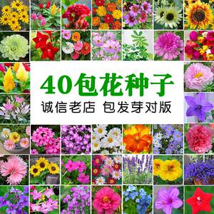 花种子套餐包邮 四季播易种植孑室内外家庭阳台盆栽春秋花卉花籽