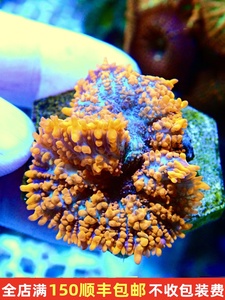 沙巴橙毛菇爆炸菇珊瑚橙菇马蹄菇肿瘤菇海水活体珊瑚海缸