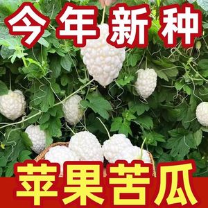 【今年新种】白玉苹果苦瓜种子高产春天四季蔬菜种子平果白色苦瓜