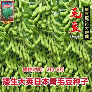 春夏毛豆种子日本青黄豆大种籽鲜食高产农家四季播种早熟蔬菜种子