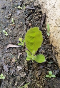 鲜活小苗伤草王 铁麻雀 草豆腐木 马鞭草科 带土三颗带盆