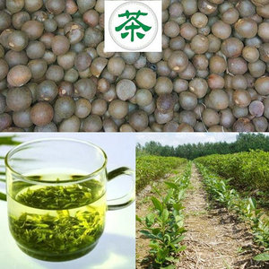 新采茶叶种子茶种籽绿茶种子西湖龙井碧罗春铁观音毛尖茶花茶树籽