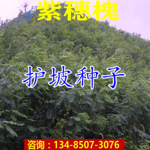 紫穗槐种子棉刺槐树绿化斜山边坡高速公路护坡固土植物杂灌木草籽