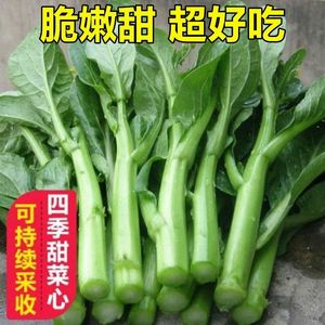 四季甜菜心种子油青菜芯广东菜苔芯种籽脆嫩清甜好吃四季蔬菜种孑