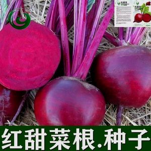 红甜菜种子农家紫菜头种子生食红甜菜红菜头种子四季庭院蔬菜种子