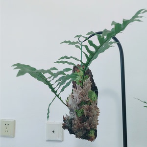 板植金毛槲蕨室内绿植鹿角蕨挂墙网红植物室内盆栽蕨类盆景绿植