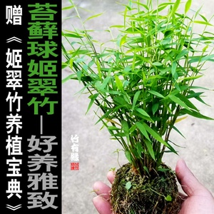 苔玉植物 淘宝拼多多热销苔玉植物货源拿货 阿里巴巴货源 苔玉植物 淘宝拼多多热销苔玉植物货源拿货 阿里巴巴货源