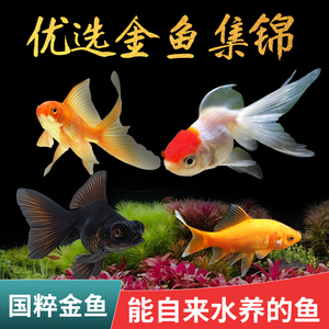 金鱼冷水观赏红锦鲤鱼缸小型宠物鱼苗好养耐活体淡水黑龙睛草金鱼
