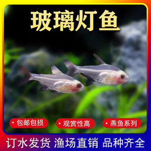 红肚玻璃灯鱼缸小型观赏群游鱼活体宠物鱼好养易活淡水族灯科鱼苗