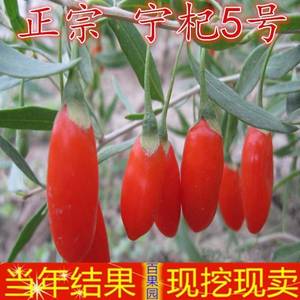 枸杞树苗 宁夏枸杞苗 宁杞5号苗 红枸杞子 食用枸杞苗当年结果