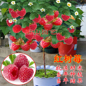 新品树莓苗双季红树莓黑树莓覆盆子南北方当年结果盆栽地栽艾奇双