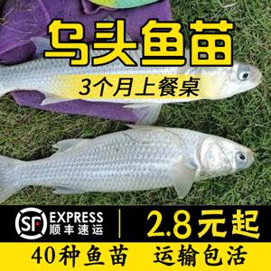 乌头鱼苗乌鱼黑鱼新鱼梭鱼乌鲻优质鱼苗冷水海淡水好养殖当地