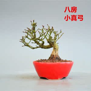 日本真弓盆景 日本真弓盆景品牌 价格 阿里巴巴 日本真弓盆景 日本真弓盆景品牌 价格 阿里巴巴