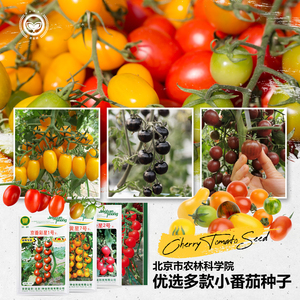农科院番茄种子小西红柿水果樱桃瀑布小番茄千禧圣女果蔬菜种籽孑