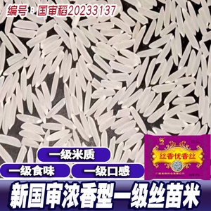 国审丝香优香丝一级丝苗香米种子浓香香米种子长粒水稻种子稻谷种