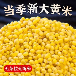 大黄米粘糯大黄米农家自种粘黄米黄糯米包豆包黄米饭颗粒粗粮东北