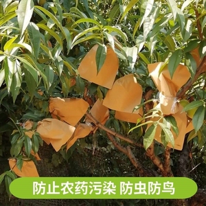 梨子桃子番石榴果树果实防虫袋套袋果袋套保护膜套水果包装袋树上