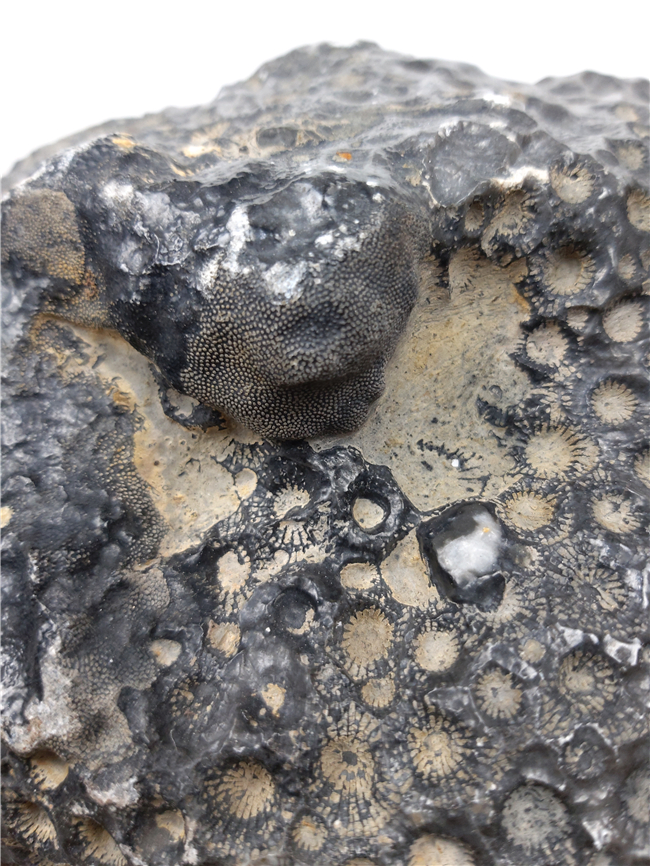 珊瑚化石原石- 头条搜索