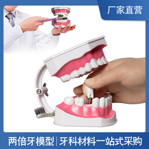 牙保健模型 2倍 口腔护理刷牙指导 教学仪器牙列牙齿儿童刷牙教具