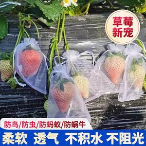 葡萄套袋水果果实网袋透气番茄番石榴蓝无花果草莓防虫防鸟保护袋
