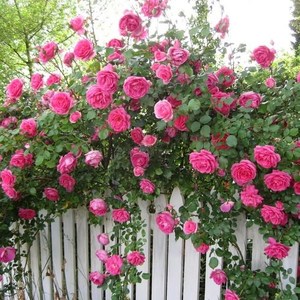 四季播种 蔷薇花玫瑰藤本花卉 花种子盆栽爬藤植物爬墙快花籽易种