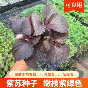 紫苏种子苗食用紫苏种籽四季种植阳台生菜蔬菜种孑盆栽苏子叶日本