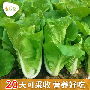 四季奶油快菜种籽小白菜快菜种子早熟5号种春秋盆栽青菜蔬菜种孑