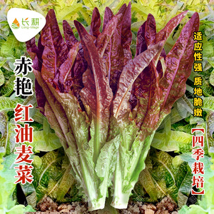 紫红油麦菜种子米香莜麦菜苦菜种籽春秋四季阳台盆栽莴苣蔬菜种孑