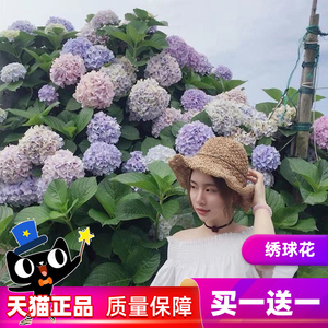 绣球盆栽花苗无尽夏绣球花老桩苗庭院室内四季开花花卉带花苞小苗 阿里巴巴找货神器