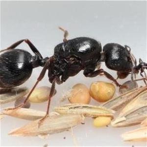 a混合强壮好养蚂蚁混凝土原生wy收获蚁集合宠物蚁后工匠蚁巢小群