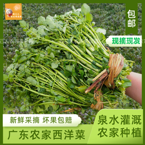 广东潮汕本地自种农家新鲜西洋菜蔬菜豆瓣菜水菠菜现摘现发包邮