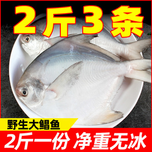 2斤3条大银鲳鱼特大东海海捕新鲜冷冻白鲳鱼肉鲳鲳鳊鱼平鱼海鲜