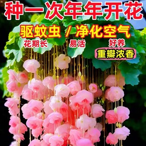 垂丝海棠花种子籽子爬藤植物易活四季开播种开花室内室外植物种孑