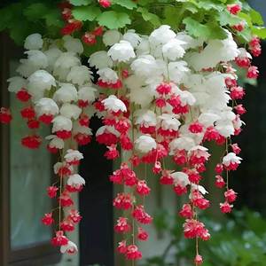垂丝海棠爬藤植物花种子籽子易活四季开播种开花室外阳台庭院花卉