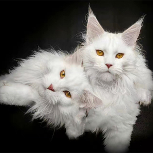 俄罗斯缅因猫纯种纯白缅因幼猫纯黑银虎斑棕虎斑烟灰色巨型缅因猫
