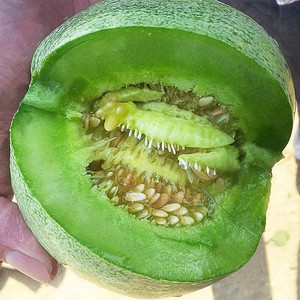 绿宝石甜瓜种子超甜薄皮香瓜种籽 绿皮香瓜四季阳台蔬菜水果种孑