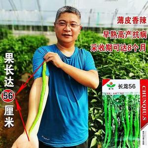 长龙56线椒种子早熟高产抗病薄皮香辣采收期长大田春秋季辣椒种籽