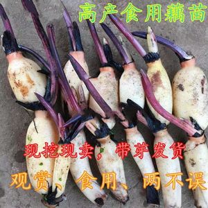 食用莲藕种苗种根池塘高产大型食用莲藕荷花苗食用观赏藕苗莲藕苗