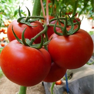番茄种子苗大西红柿种籽菜苗秧苗子小矮生黑秧大全菜种夏季蕃茄