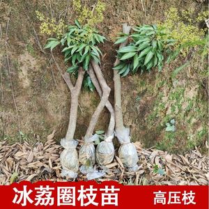 荔枝高压苗圈枝广州增城名贵荔枝苗品种冰荔挂绿观音绿果苗盆栽